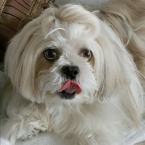 Meet your Posher, Amber